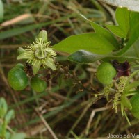 Passiflora suberosa L.